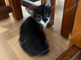 9 week old kittens