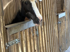 Beautiful full up 13 .2  mare