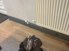 Female bulldog