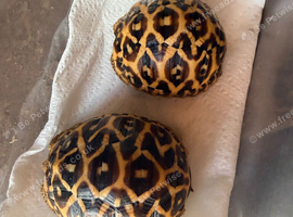 Indian star tortoise cb25