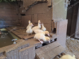 Muscovy ducklings for sale.....