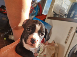 Last male bullweiler left