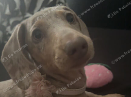Dachshund for sale
