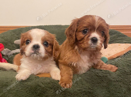 KC reg Champion Bloodline Cavalier King Charles Spaniel Puppies