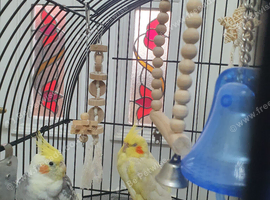 Two tamed male cockatiels for sale!!!