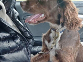Cocker spaniel dog