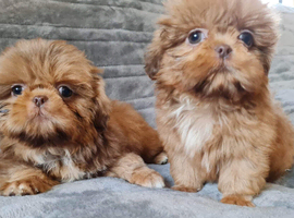 Kc registered Shih tzu  puppies