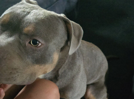 American bulldog