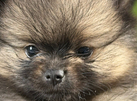 Teacup Teddy bear Pomchi Puppies