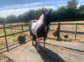14hh Piebald Mare - 8 years Old - Inc Tack - Fantastic Hack with potential