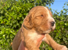 Outstanding cocker spaniel puppies