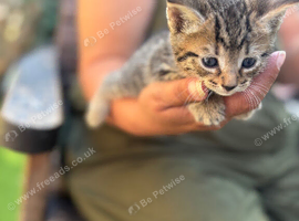 Stunning stripy tabby boy