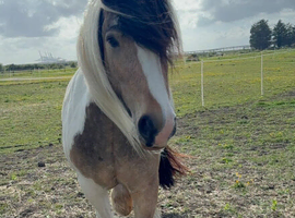 Young mare 4.5yr old