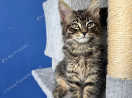 7 kittens - 1 tabby girls left