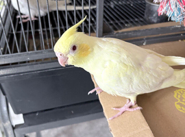 Hand reared, hand tame DNA&rsquo;d baby cockatiels