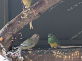 Red rump parakeet for sale
