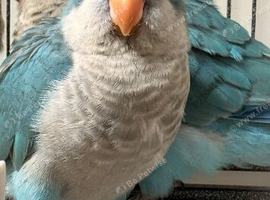 Hand reared blue Quaker parrot