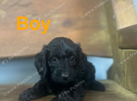 Daxiepoo puppies available girls and boys