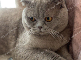 Pedigree British short hair male lilac fur
