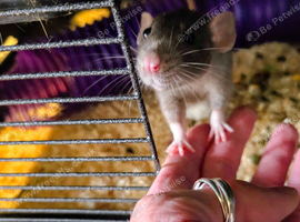 I'm looking for a loving forever home for our four female pet rats