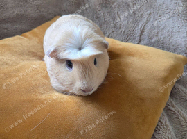 2 male guinee pigs