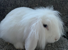 Blue eyed white mini lion loo