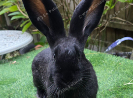 PURE BRED Baby Continental Giant Bucks - READY TO RESERVE
