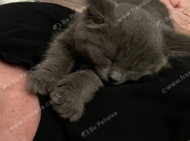 BEAUTIFUL LITTLE RUSSIAN BLUE KITTENS 9 WEEKS OLD