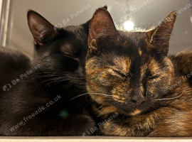 Two 9 month old kittens