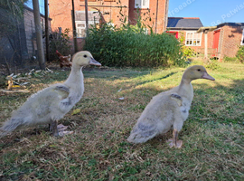 Lavender Muscovy ducklings, unsexed