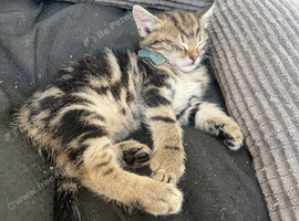 Tabby littens