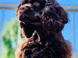 Chocolate American spaniel