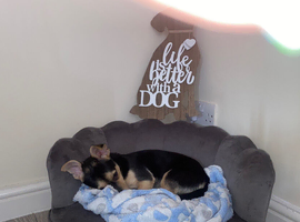 Chihuahua Jack Russel