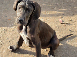 Great dane