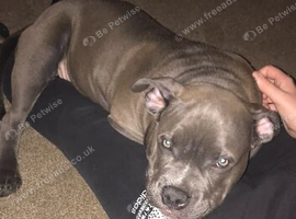 Beautiful loving pocket bully