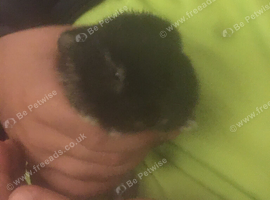 Baby mini lop for sale