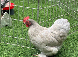 Pekin bantam hens