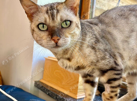 Stunning neutered female pedigree bengal
