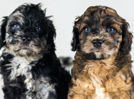 Cavapoo boys and girls