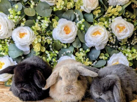 ️mini lop babies ️