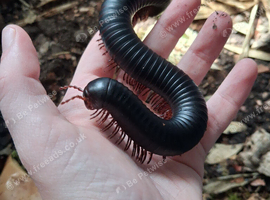 Giant African Millipede and Tarantulas available