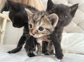 Beautiful kittens