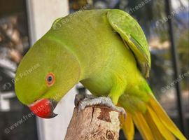 Baby green ring neck talking Parrot