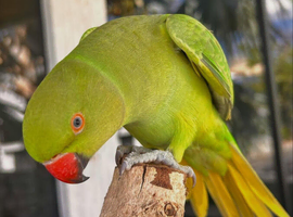 Baby green Ringneck talking parrot
