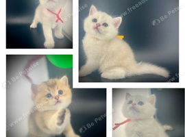 British Shorthair Golden & Silver Kittens &mdash; Health Tested Parents