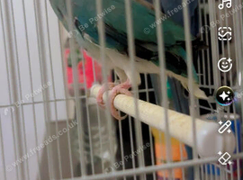 Indian ring necks