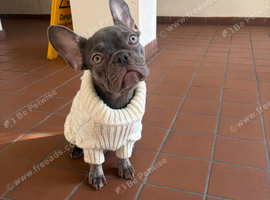 Beautiful Female frenchy