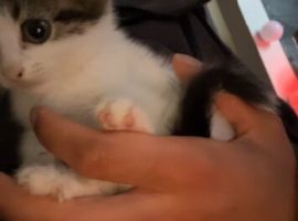 Two adorable sister kittens searching for their forever homes!