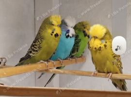 Lovely exhibition budgies few all this year's birds still got lot off growing will make some lovely birds