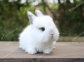 Angora X bunny rabbit